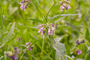  An insect with wings flies toward the purple flowers of the comfrey among the summer