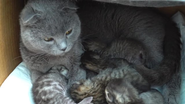 Scottish Fold Cat and kitten. Cat feeds small kittens. Cat nursing her little kittens. Scottish Fold breed.