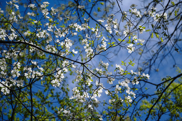 Dogwood in the sky