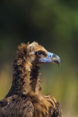 CINEREOUS VULTURE (Aegypius monachus), Campanarios de Azaba Biological Reserve, Salamanca, Castilla y Leon, Spain, Europe
