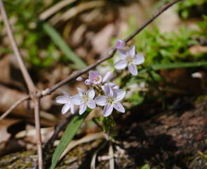 flowers in garden