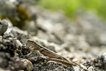 Podarcis muralis (common wall lizard)
