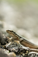 Podarcis muralis (common wall lizard)