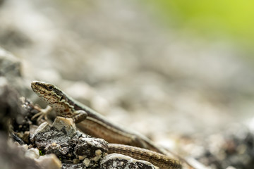 Podarcis muralis (common wall lizard)