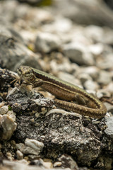 Podarcis muralis (common wall lizard)