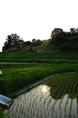 千早赤坂村の風景