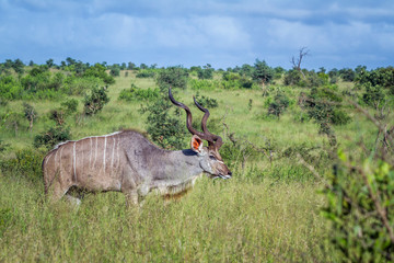 Greater kudu horned male in green savannah in Kruger National park, South Africa ; Specie Tragelaphus strepsiceros family of Bovidae