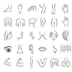 Human body parts. Set of icons in trendy linear style.