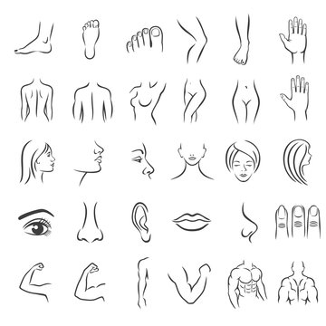 Human body parts. Set of icons in trendy linear style.