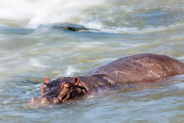 Hippopotamus in Kruger National park, South Africa