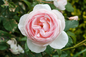 Pink rose in a garden during spring