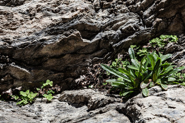 Pequenas plantas que nasceram em fendas de rocha. Várias plantas que, ganharam raízes numa fenda de um rochedo e ai cresceram protegidas pela própria rocha que é a sua casa.
