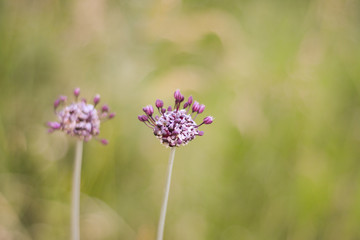  Lilac wildflowers on a highly blurry light green bokeh background