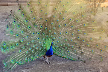 Obraz premium chic peacock tail. peacock stands and raspustil multi-colored host.