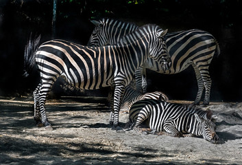 Fototapeta na wymiar Grant`s zebras. Latin name - Equus quagga boehmi 