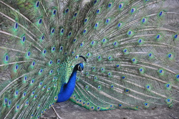 chic peacock tail. peacock stands and raspustil multi-colored host.