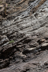 Textura de rocha natural com planta verde. Superfície texturizada de rocha natural, onde se podem ver as linhas desenhadas na rocha longo do tempo e plantas nas suas fendas. Pode ser usada como fundo.
