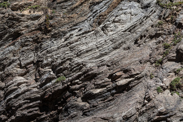 Textura de rocha natural com planta verde. Superfície texturizada de rocha natural, onde se podem...