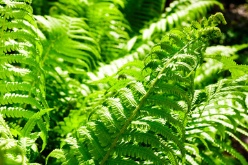 Beautiful green fern leaves natural background