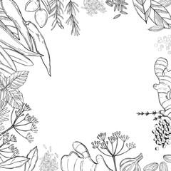 Vector background with hand drawn spices and herbs. Sketch  illustration.