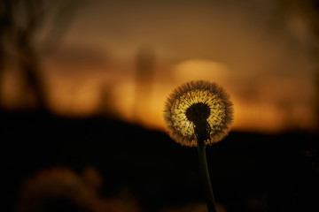 Dandelion silhouette against sunset with seeds blowing in the wind in bavaria near munich