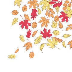  Vector background with hand drawn autumn leaves.  Sketch illustration