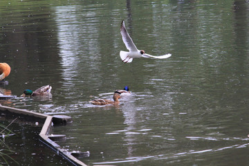 Gulls and ducks at the pond in Tsaritsino, Moscow