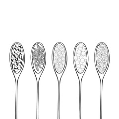 Hand drawn wooden spoons with spices.  Vector sketch  illustration.
