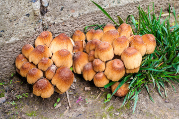 Young fruit bodies of Glistening Inkcap Mushroom (Coprinellus micaceus) closeup