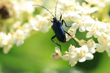 beetle on a flower