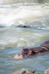 Hippopotamus in Kruger National park, South Africa