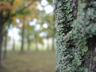 Obraz premium trunk of a tree