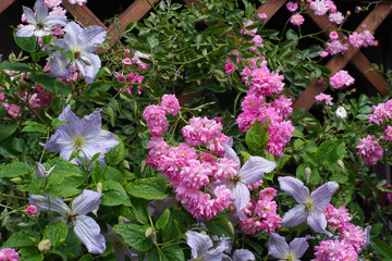 roże i powojniki na pergoli © aRTI01