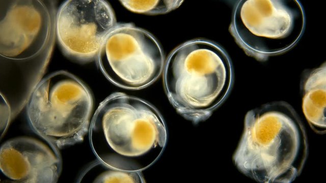Snail. Snail eggs under the microscope, the movement of the formed embryos ready for hatching