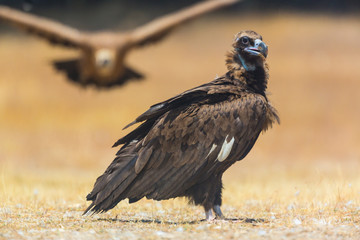 CINEREOUS VULTURE (Aegypius monachus), Campanarios de Azaba Biological Reserve, Salamanca, Castilla y Leon, Spain, Europe