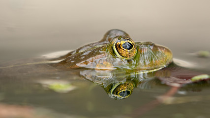Kopf eines freigestellten Wasserfrosches in der Seitenansicht im Teich während der Häutung