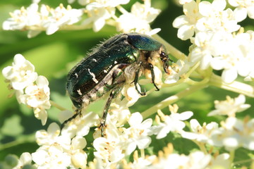 beetle on a flower