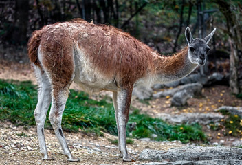 Guanaco in the enclosure. Latin name - Lama guanicoe