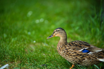 Female mallard duck late in the afternoon in a park feeding on grass.