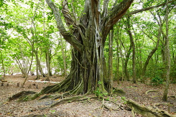 Figuier maudit, plage du Diamant en Martinique