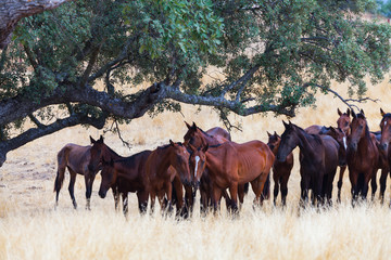 HORSE - CABALLO  (Equus ferus caballus), Campanarios de Azaba Biological Reserve, Salamanca,...