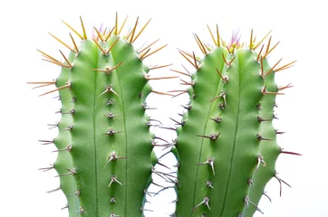 Foto op Canvas close-up van cactus geïsoleerd op een witte achtergrond © doidam10