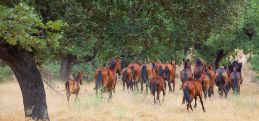 HORSE - CABALLO  (Equus ferus caballus), Campanarios de Azaba Biological Reserve, Salamanca,...