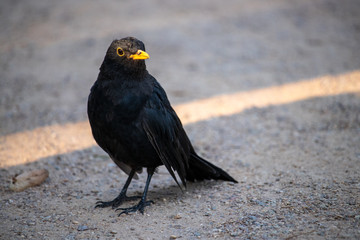 Black bird on the road.