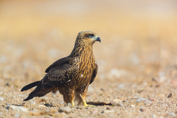 BLACK KITE (Milvus migrans), Campanarios de Azaba Biological Reserve, Salamanca, Castilla y Leon, Spain, Europe