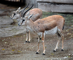 Naklejka na ściany i meble Persian goitered gazelle male in its enclosure. Latin name - Gazella subgutturosa