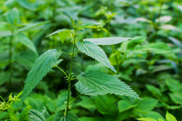 wild nettle grows in the forest. usefulness of the herbs