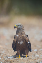 BLACK KITE (Milvus migrans), Campanarios de Azaba Biological Reserve, Salamanca, Castilla y Leon, Spain, Europe