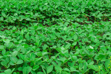 Soybeans on the field