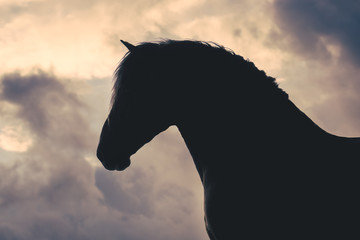 Comtois draft stallion silhouette against a cloudy sunset sky